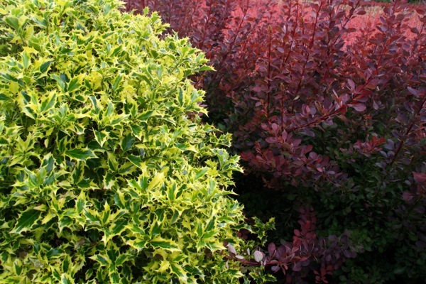 Ilex-Golden DJ_Foliage