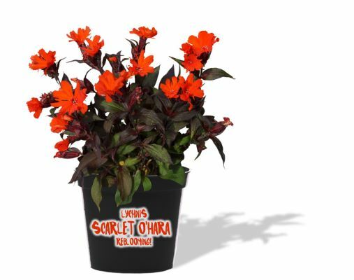 Lychnis-Scarlet O'Hara_Pot