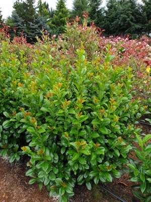 Prunus-Vulcano_Nursery