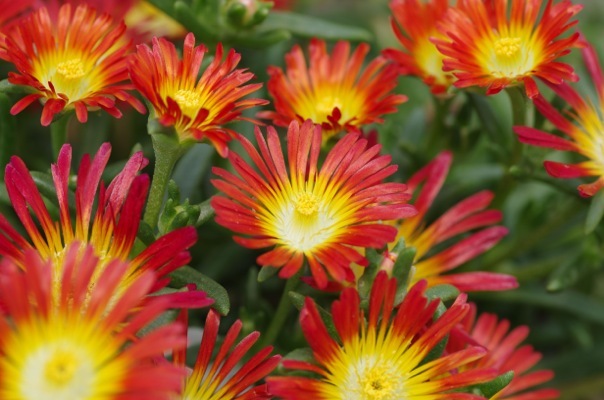 Delosperma-Fire Wonder_Flower