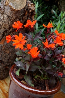 Lychnis-Scarlet O'Hara_Patio