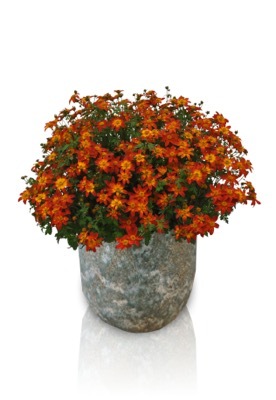 Bidens-Fire Wheel_Pot