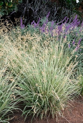 Anthericum-Starlight_Garden