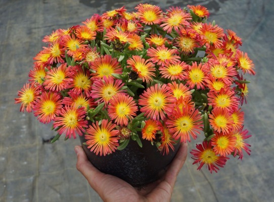 Delosperma-Fire Wonder_Pot