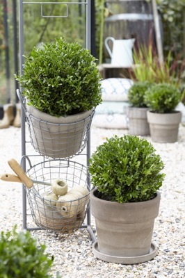 Ilex-Luxus Globe_Patio