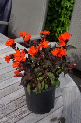 Lychnis-Scarlet O'Hara_Pot