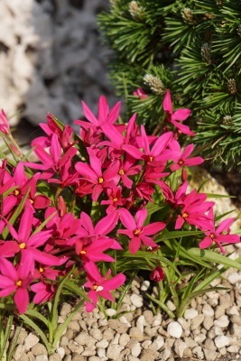 Rhodohypoxis-Fairy Tale_Garden