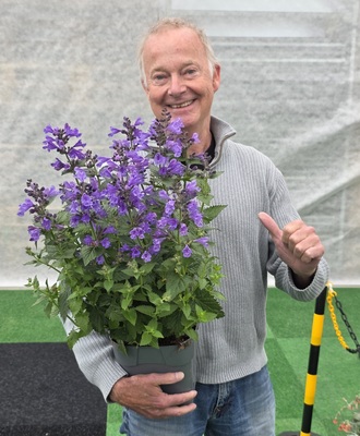 Nepeta Blue Planet
