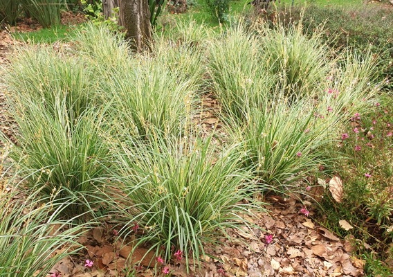 Anthericum-Starlight_Garden