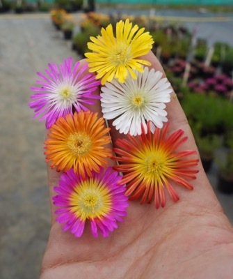 Delosperma-Fire Wonder_General