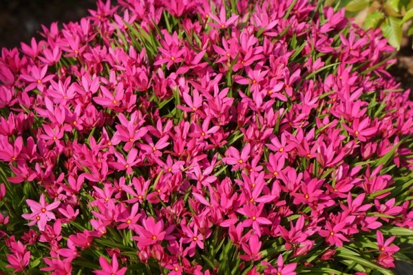 Rhodohypoxis-Fairy Tale_Flower