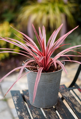 Cordyline Pink Star