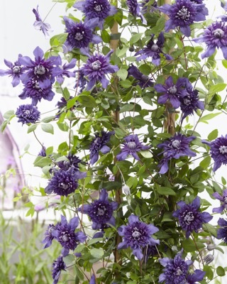 Clematis Kokonoe_Flower