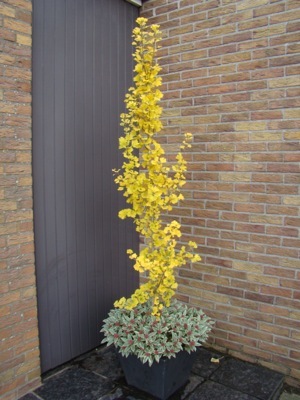 Gingko-Menhir_Patio