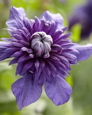 Clematis Kokonoe_Close up flower