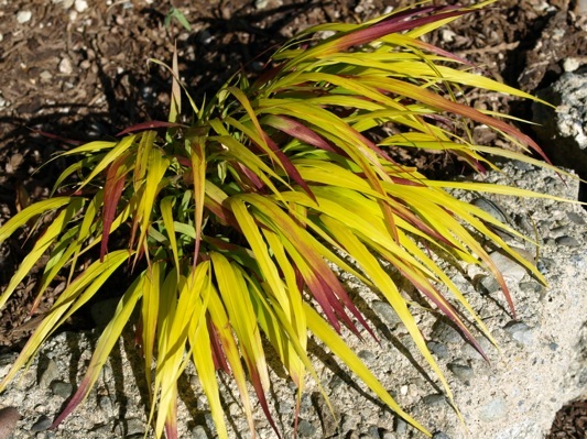 Hakonechloa-Sunflare_Garden