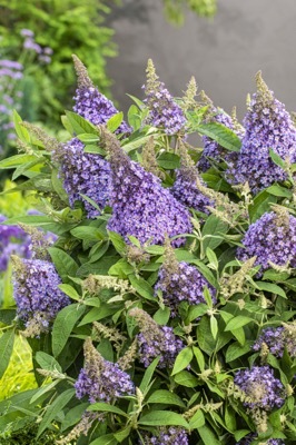 Buddleja-Lila Sweetheart_Flower