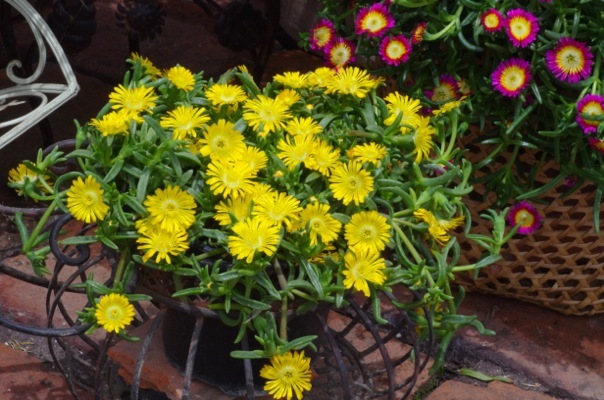 Delosperma-Golden Wonder_Patio