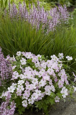 Geranium-Dreamland_Garden