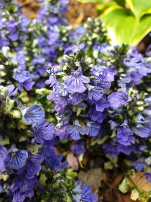 Ajuga Princess Leia