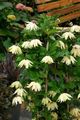 Clematis-Amber_Flower