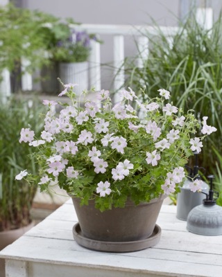 Geranium-Dreamland_Patio