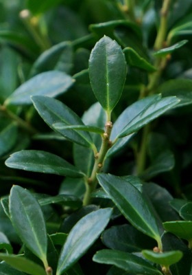 Ilex-Luxus Globe_Close up foliage