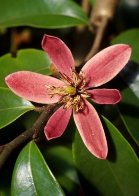 Magnolia-Stellar Ruby_Close up flower