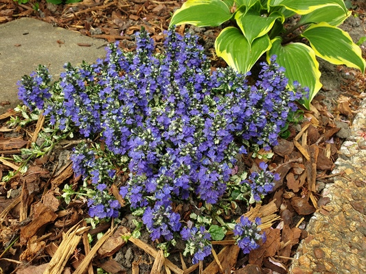 Ajuga Princess Leia