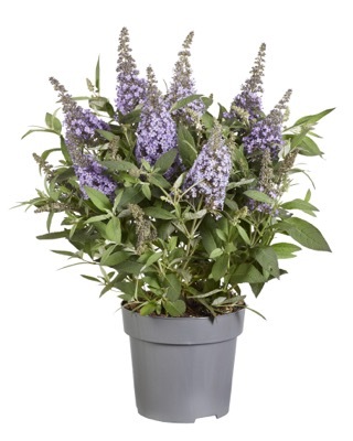 Buddleja-Lila Sweetheart_Pot