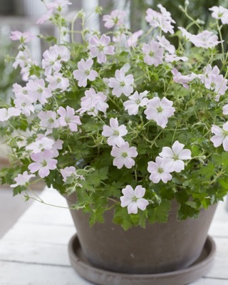 Geranium-Dreamland_Patio