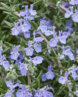 Rosmarinus Blue Cascade