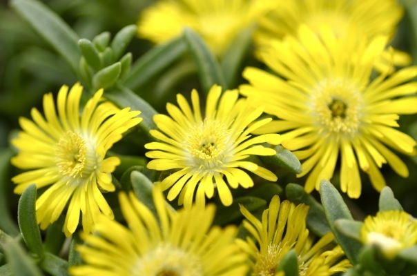 Delosperma-Golden Wonder_Flower