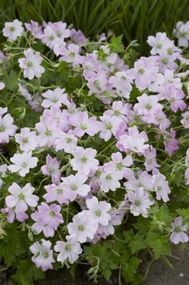 Geranium-Dreamland_Flower