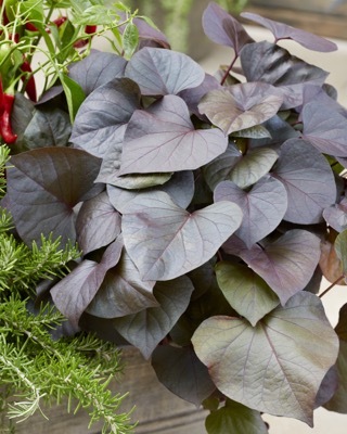 Ipomoea-Kaukura_Foliage