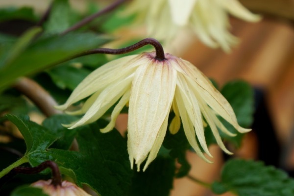 Clematis-Amber_Close up flower