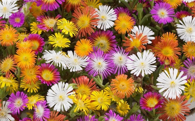 Delosperma-Golden Wonder_General