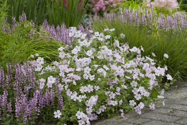 Geranium-Dreamland_Garden