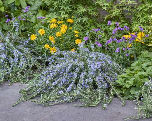 Rosmarinus Blue Cascade
