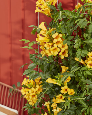 Campsis Golden Trumpet