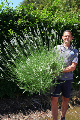 Lavandula Exceptional