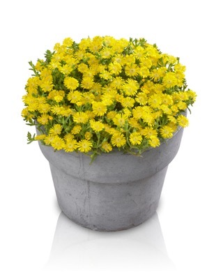 Delosperma-Golden Wonder_Pot