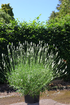 Lavandula Exceptional