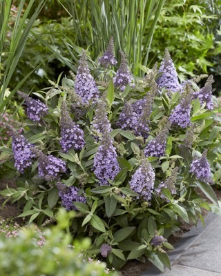 Buddleja-Lila Sweetheart_Garden