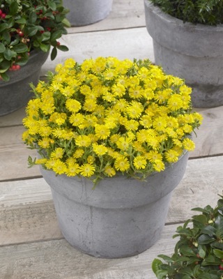 Delosperma-Golden Wonder_Patio