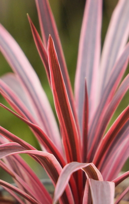 Cordyline Pink Star