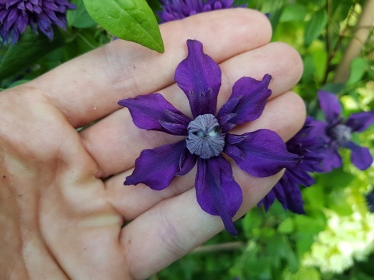 Clematis Kokonoe_Nursery