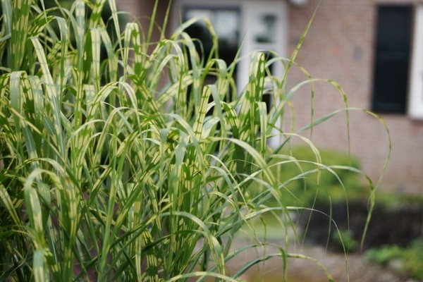 Miscanthus-Alligator_Foliage