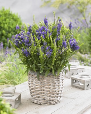 Veronica-Baby Boomer Blue_Patio