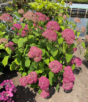 Hydrangea Candybelle Winegum
